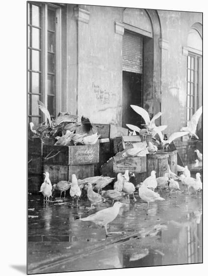 Shot of Scavenger Birds-Sean Flannery-Mounted Photographic Print