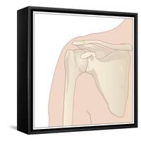 Shoulder Bones, Artwork-Peter Gardiner-Framed Stretched Canvas