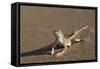 Shovel-Snouted Lizard (Meroles Anchietae), Namib Desert, Namibia, Africa-Ann and Steve Toon-Framed Stretched Canvas