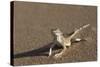 Shovel-Snouted Lizard (Meroles Anchietae), Namib Desert, Namibia, Africa-Ann and Steve Toon-Stretched Canvas