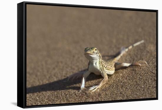 Shovel-Snouted Lizard (Meroles Anchietae), Namib Desert, Namibia, Africa-Ann and Steve Toon-Framed Stretched Canvas
