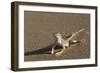 Shovel-Snouted Lizard (Meroles Anchietae), Namib Desert, Namibia, Africa-Ann and Steve Toon-Framed Photographic Print