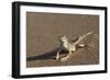 Shovel-Snouted Lizard (Meroles Anchietae), Namib Desert, Namibia, Africa-Ann and Steve Toon-Framed Photographic Print