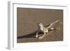 Shovel-Snouted Lizard (Meroles Anchietae), Namib Desert, Namibia, Africa-Ann and Steve Toon-Framed Photographic Print