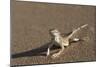 Shovel-Snouted Lizard (Meroles Anchietae), Namib Desert, Namibia, Africa-Ann and Steve Toon-Mounted Photographic Print
