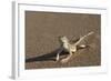 Shovel-Snouted Lizard (Meroles Anchietae), Namib Desert, Namibia, Africa-Ann and Steve Toon-Framed Photographic Print