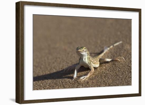 Shovel-Snouted Lizard (Meroles Anchietae), Namib Desert, Namibia, Africa-Ann and Steve Toon-Framed Photographic Print