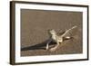 Shovel-Snouted Lizard (Meroles Anchietae), Namib Desert, Namibia, Africa-Ann and Steve Toon-Framed Photographic Print