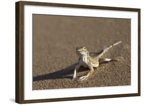 Shovel-Snouted Lizard (Meroles Anchietae), Namib Desert, Namibia, Africa-Ann and Steve Toon-Framed Photographic Print