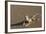 Shovel-Snouted Lizard (Meroles Anchietae), Namib Desert, Namibia, Africa-Ann and Steve Toon-Framed Photographic Print