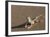 Shovel-Snouted Lizard (Meroles Anchietae), Namib Desert, Namibia, Africa-Ann and Steve Toon-Framed Photographic Print