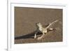 Shovel-Snouted Lizard (Meroles Anchietae), Namib Desert, Namibia, Africa-Ann and Steve Toon-Framed Photographic Print