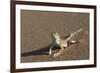 Shovel-Snouted Lizard (Meroles Anchietae), Namib Desert, Namibia, Africa-Ann and Steve Toon-Framed Photographic Print