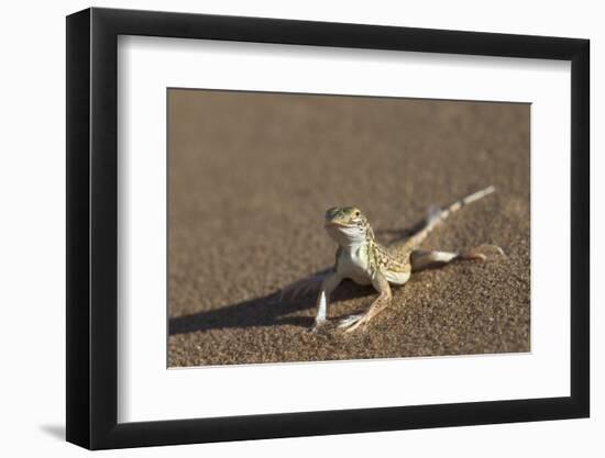 Shovel-Snouted Lizard (Meroles Anchietae), Namib Desert, Namibia, Africa-Ann and Steve Toon-Framed Photographic Print