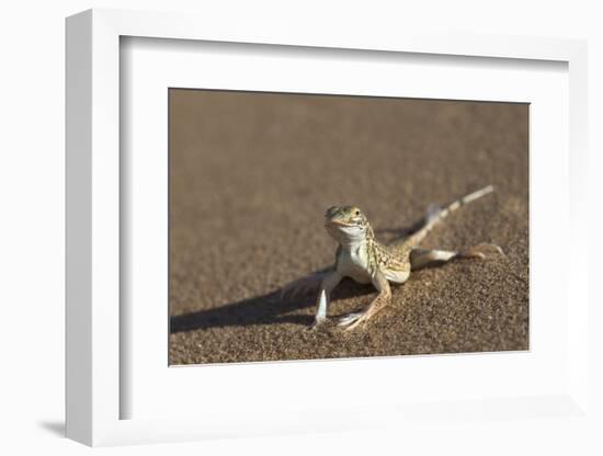 Shovel-Snouted Lizard (Meroles Anchietae), Namib Desert, Namibia, Africa-Ann and Steve Toon-Framed Photographic Print