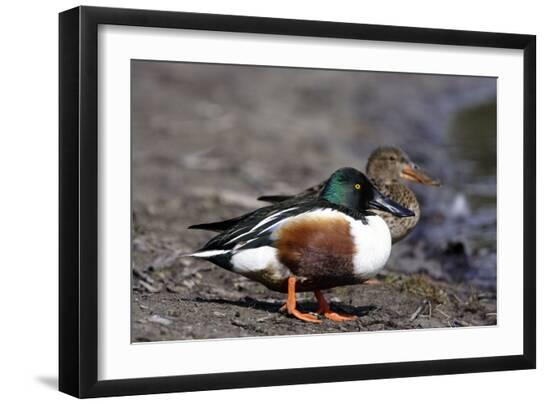 Premium Photographic Print, , large