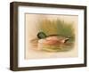 Shoveler (Spatula clypeata), 1900, (1900)-Charles Whymper-Framed Giclee Print