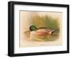 Shoveler (Spatula clypeata), 1900, (1900)-Charles Whymper-Framed Giclee Print