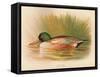 Shoveler (Spatula clypeata), 1900, (1900)-Charles Whymper-Framed Stretched Canvas