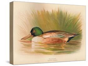 Shoveler (Spatula clypeata), 1900, (1900)-Charles Whymper-Stretched Canvas