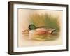 Shoveler (Spatula clypeata), 1900, (1900)-Charles Whymper-Framed Giclee Print