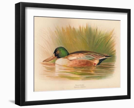 Shoveler (Spatula clypeata), 1900, (1900)-Charles Whymper-Framed Giclee Print