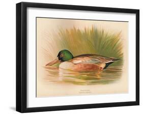 Shoveler (Spatula clypeata), 1900, (1900)-Charles Whymper-Framed Giclee Print