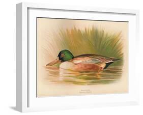 Shoveler (Spatula clypeata), 1900, (1900)-Charles Whymper-Framed Giclee Print