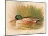 Shoveler (Spatula clypeata), 1900, (1900)-Charles Whymper-Mounted Giclee Print