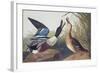 Shoveller Duck-John James Audubon-Framed Art Print