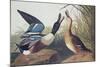 Shoveller Duck-John James Audubon-Mounted Art Print