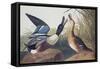 Shoveller Duck-John James Audubon-Framed Stretched Canvas