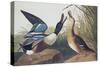 Shoveller Duck-John James Audubon-Stretched Canvas