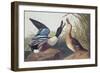 Shoveller Duck-John James Audubon-Framed Art Print