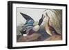 Shoveller Duck-John James Audubon-Framed Art Print