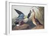 Shoveller Duck-John James Audubon-Framed Art Print