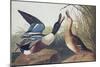 Shoveller Duck-John James Audubon-Mounted Art Print