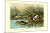 Shoveller Family of Ducks-Allan Brooks-Mounted Premium Giclee Print