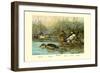 Shoveller Family of Ducks-Allan Brooks-Framed Art Print