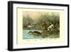 Shoveller Family of Ducks-Allan Brooks-Framed Art Print