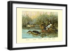 Shoveller Family of Ducks-Allan Brooks-Framed Art Print