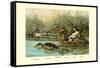 Shoveller Family of Ducks-Allan Brooks-Framed Stretched Canvas