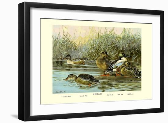 Shoveller Family of Ducks-Allan Brooks-Framed Art Print