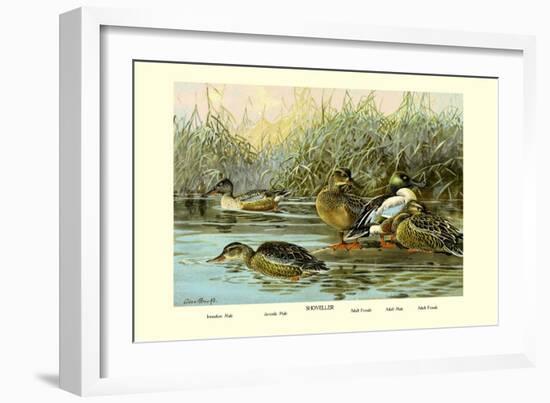 Shoveller Family of Ducks-Allan Brooks-Framed Art Print