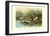 Shoveller Family of Ducks-Allan Brooks-Framed Premium Giclee Print