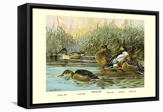 Shoveller Family of Ducks-Allan Brooks-Framed Stretched Canvas