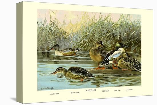 Shoveller Family of Ducks-Allan Brooks-Stretched Canvas