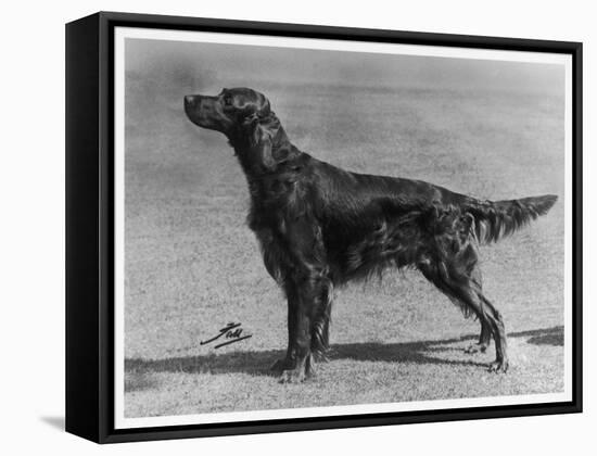 Show Champion Wendover Gentleman Owned by James-null-Framed Stretched Canvas