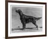 Show Champion Wendover Gentleman Owned by James-null-Framed Photographic Print