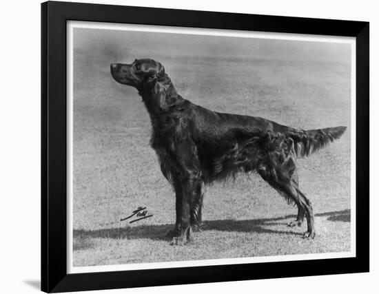 Show Champion Wendover Gentleman Owned by James-null-Framed Photographic Print